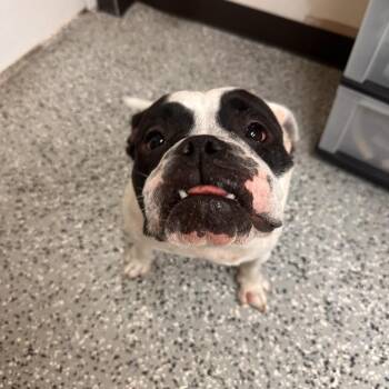 Dixie -  English Bulldog Dog for Adoption in Lakeland, Florida - Dixie | PetCurious