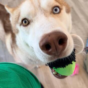 Togo -  Husky Dog for Adoption in Green Bay, Wisconsin - Togo | PetCurious