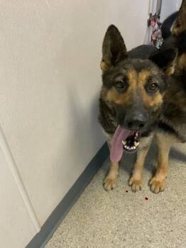 German Shepherd Dog and Mixed Breed Dogs Available for Adoption in Visalia, California - A253281 | PetCurious