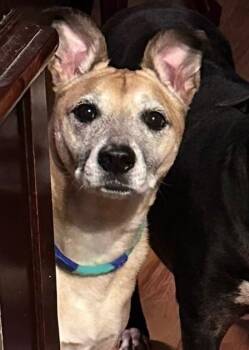 Mixed Breed Dogs Available for Adoption in Mauston, Wisconsin - Anouk | PetCurious