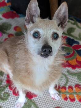 Jazzy J - NY -  Chihuahua and Cairn Terrier Dog for Adoption in Bryan, Texas - Jazzy J - NY | PetCurious