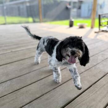 Shih Tzu and Poodle Dogs Available for Adoption in Carencro, Louisiana - Fozzie | PetCurious