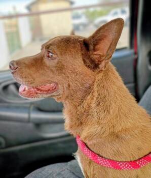 Nona -  Australian Cattle Dog Blue Heeler and American Bully Dog for Adoption in Evergreen, Colorado - Nona | PetCurious