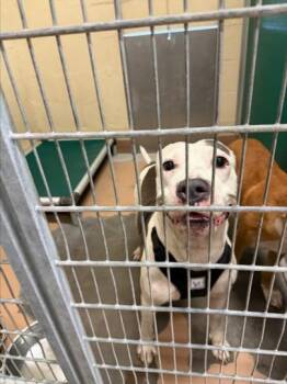 HEIDI -  Pit Bull Terrier Dog for Adoption in Texas City, Texas - HEIDI | PetCurious