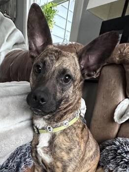 Baxter -  Terrier Dog for Adoption in Plainfield, Illinois - Baxter | PetCurious
