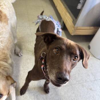 Rescue Labrador Retriever Dogs for Adoption in Ponchatoula, Louisiana - Lady | PetCurious