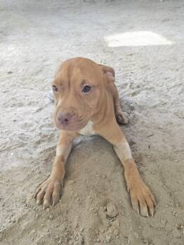 Pit Bull Terrier Dogs Available for Adoption in Mccrory, Arkansas - Dodge | PetCurious