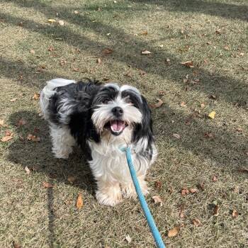 Eclair -  Shih Tzu and Lhasa Apso Dog for Adoption in Winter, Wisconsin - Eclair | PetCurious