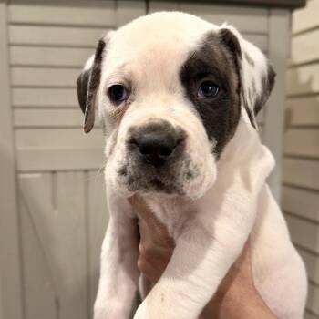 Mastiff Dogs Available for Adoption in Manchester, Pennsylvania - Frederick Minion