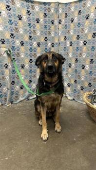 NATASHA -  German Shepherd Dog Dog for Adoption in Rosenberg, Texas - NATASHA | PetCurious