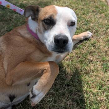 Rescue Boxer and Pit Bull Terrier Dogs for Adoption in Oklahoma City, Oklahoma - Oakley C-34401 | PetCurious