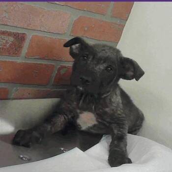 German Shepherd Dog Dogs Available for Adoption - Sunshine Cosmo | PetCurious