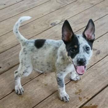 Connor -  Australian Cattle Dog Blue Heeler Dog for Adoption in Toronto, Ontario - Connor | PetCurious