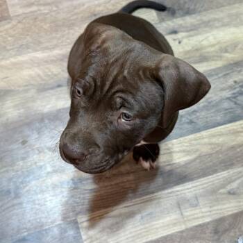 Molly -  American Bulldog Dog for Adoption in Bartlett, Tennessee - Molly | PetCurious