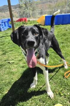 Tito 46103 -  Beagle and Border Collie Dog for Adoption in Pocatello, Idaho - Tito 46103 | PetCurious