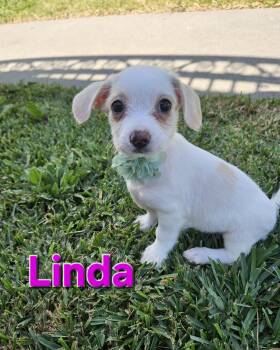 Linda -  Maltese and Terrier Dog Available for Adoption - Linda | PetCurious