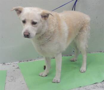 HALO -  Great Pyrenees and Mixed Breed Dog for Adoption in Houston, Texas - HALO | PetCurious