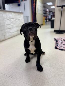 DANIEL -  Mastiff and Pit Bull Terrier Dog for Adoption in Sugar Land, Texas - DANIEL | PetCurious