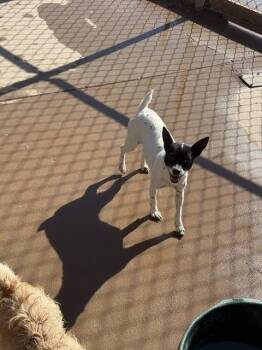 Rosie -  Mixed Breed Dog Available for Adoption in Hobbs, New Mexico - Rosie | PetCurious
