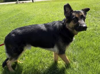 Kiser -  German Shepherd Dog Dog for Adoption in Upper Sandusky, Ohio - Kiser | PetCurious