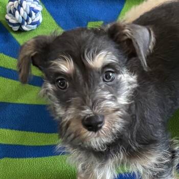 Miniature Schnauzer Dogs Available for Adoption - Tilly - A Tiny Pup With A Big Personality! | PetCurious