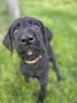 Mixed Breed Dogs Available for Adoption in Fruit Heights, Utah - Stephan | PetCurious