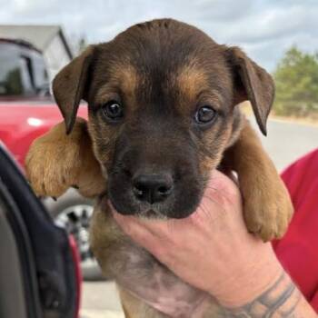 Mixed Breed Dogs Available for Adoption - Myla | PetCurious