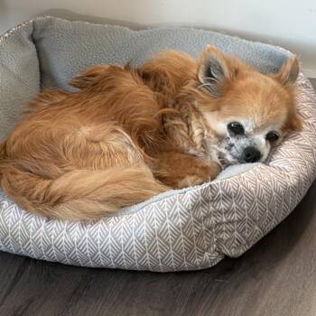 Chihuahua Dogs Available for Adoption in Lenexa, Kansas - Zeek | PetCurious