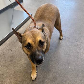 Prince -  Mixed Breed Dog for Adoption in Las Cruces, New Mexico - Prince | PetCurious