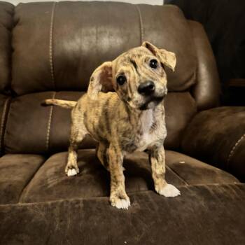 Cookie -  Chihuahua Dog for Adoption in Broken Arrow, Oklahoma - Cookie | PetCurious