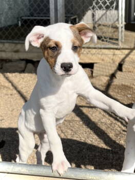Rescue Terrier Dogs for Adoption in Estherville, Iowa - Zeus | PetCurious