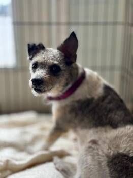 Jack Russell Terrier and Poodle Dogs Available for Adoption - Tinkerbell | PetCurious