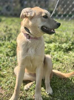 Shepherd Dogs Available for Adoption in Honeoye Falls, New York - Julie | PetCurious