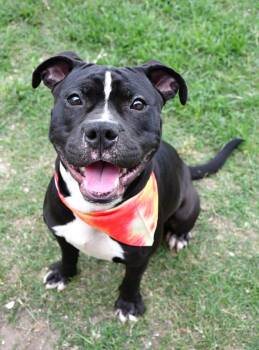 Devo --Courtesy Post. Out of town pet. See below for details-- -  Pit Bull Terrier Dog for Adoption in Eagle, Idaho - Devo --Courtesy Post. Out Of Town Pet. See Below For Details-- | PetCurious