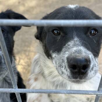 BANDETTE -  Australian Cattle Dog Blue Heeler and Airedale Terrier Dog for Adoption in Dubois, Wyoming - BANDETTE | PetCurious