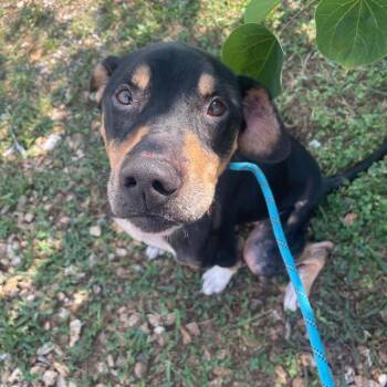 Dale Cooper -  Coonhound Dog for Adoption in Springfield, Missouri - Dale Cooper | PetCurious