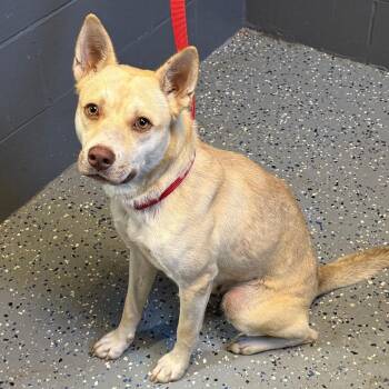 TUSC-Stray-85046 -  Shepherd and Mixed Breed Dog for Adoption in Tuscaloosa, Alabama - TUSC-Stray-85046 | PetCurious