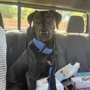 Junie -  Black Labrador Retriever Dog for Adoption in Pittsburg, Kansas - Junie | PetCurious