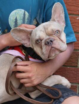 Chase -  French Bulldog Dog for Adoption in Harrison, New York - Chase | PetCurious