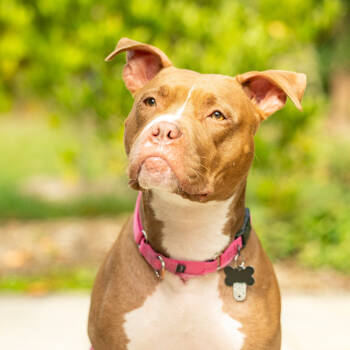 Rescue American Staffordshire Terrier and Boxer Dogs for Adoption in Durham, North Carolina - Sweet Honeybun | PetCurious