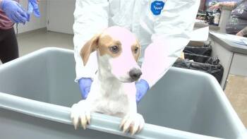 BUDDY -  Pointer and Mixed Breed Dog for Adoption in Omaha, Nebraska - BUDDY | PetCurious