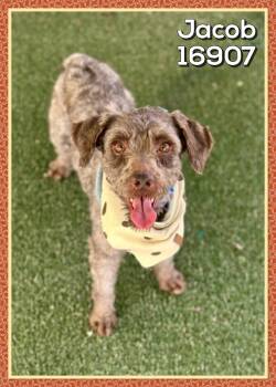 Miniature Schnauzer Dogs Available for Adoption - JACOB | PetCurious