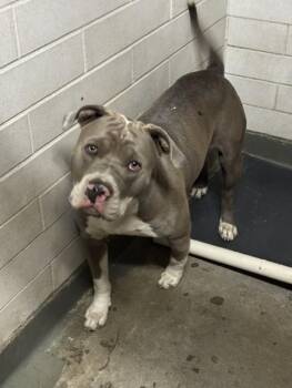 MARK-E MARK -  Pit Bull Terrier Dog for Adoption in Stockton, California - MARK-E MARK | PetCurious