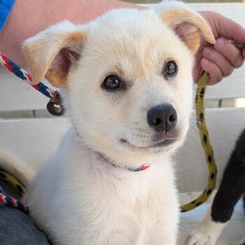 Shepherd Dogs Available for Adoption in Long Beach, California - Ladybug | PetCurious