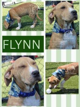 American Staffordshire Terrier and Mixed Breed Dogs Available for Adoption in Kenansville, North Carolina - FLYNN | PetCurious