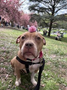 Faith -  Mixed Breed Dog for Adoption in New York, New York - Faith | PetCurious