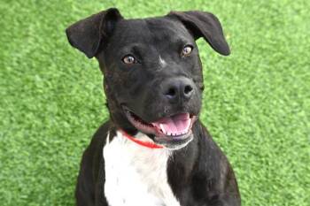Pointer and American Staffordshire Terrier Dogs Available for Adoption in Fort Lauderdale, Florida - DELILAH | PetCurious