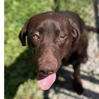 Tate -  Labrador Retriever Dog for Adoption in Mckean, Pennsylvania - Tate | PetCurious