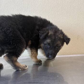 Soul -  Mixed Breed Dog for Adoption in Clavet, Saskatchewan - Soul | PetCurious