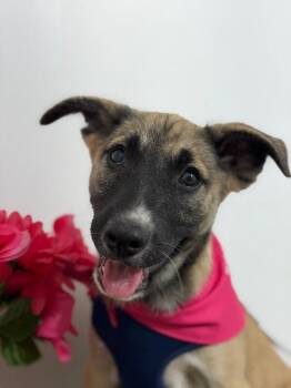 Sprite-One of our Amazing Rescue Dogs -  German Shepherd Dog and Mixed Breed Dog for Adoption in Carlsbad, California - Sprite-One Of Our Amazing Rescue Dogs | PetCurious